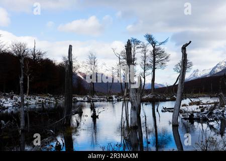 Scenic view of leafless trunks in water reflecting blue sky with clouds and lush green trees growing on shore of calm lake against mountain during win Stock Photo