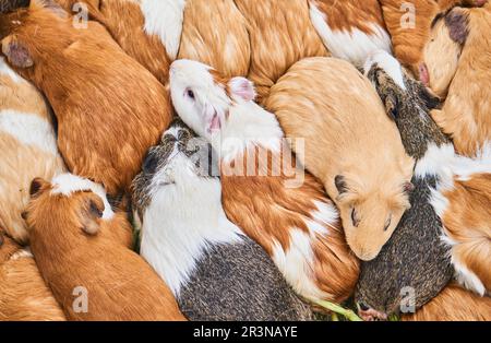 From above of fluffy guinea pigs with various multicolored fur sitting on ground in farmland in Otavalo Ecuador Stock Photo