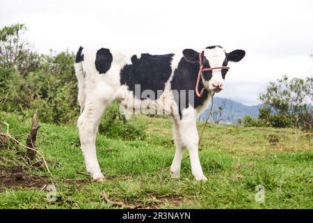 Adorable black and white cow calf standing together on grassy meadow against cloudy sky in farmland in Otavalo Stock Photo