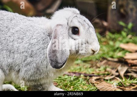 Side view of adorable fluffy gray rabbit walking on grassy ground in farmland on sunny day in Ecuador Stock Photo