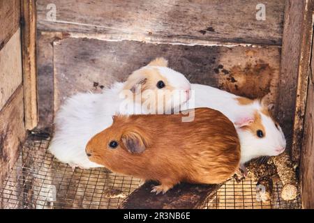 From above of fluffy guinea pigs with various multicolored fur sitting on ground in farmland in Otavalo Ecuador Stock Photo