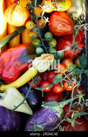 From above composition of various ripe vegetables background arranged together during harvesting Stock Photo