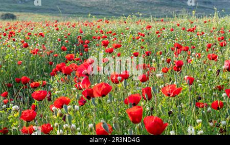 Field with growing wildflowers - poppies, cornflowers and buttercups, a ray of sun breaks through the petals. beautiful sunset view. High-quality photo Stock Photo