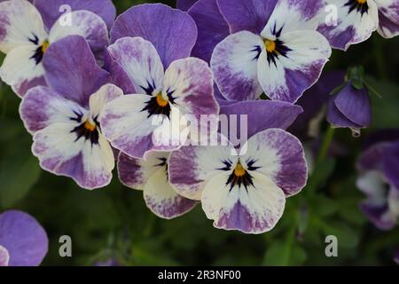 close-up of pretty purple-white viola cornuta flowers Stock Photo