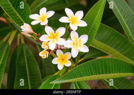 White frangipani, Plumeria alba, Madagascar Stock Photo