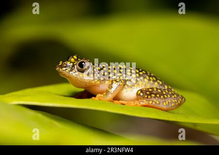 Starry Night Reed Frog, Heterixalus alboguttatus, Ranomafana Madagascar Stock Photo