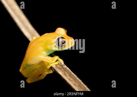Green Bright-Eyed Frog, Boophis Viridis, Ranomafana. Madagascar Stock Photo