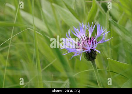 close-up of a beautiful blooming blue centaurea montana, copy space Stock Photo