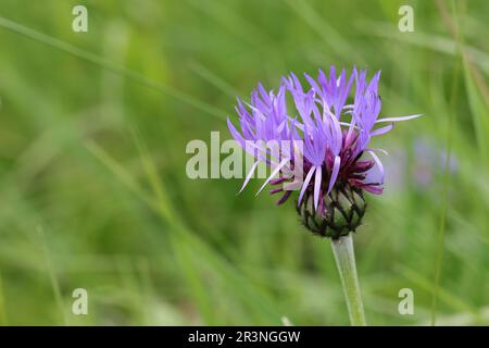 close-up of a beautiful centaurea montana, side view Stock Photo