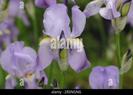 Close-up of a beautiful light purple bearded iris in a garden bed, side view, iris barbata elatior Stock Photo