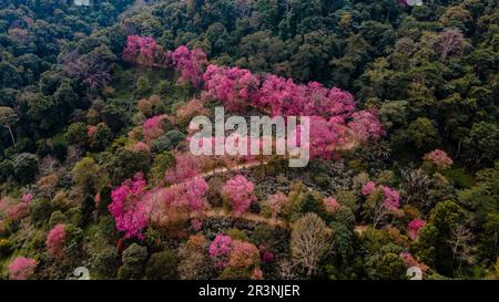 Aerial view of cherry trees in full bloom surrounding a pond with ...