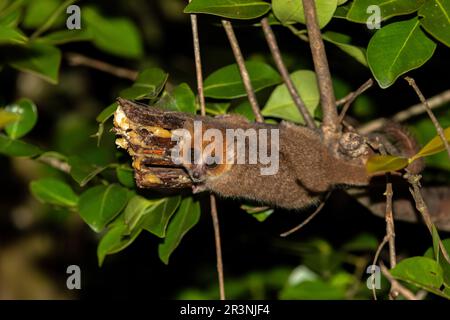 Brown mouse lemur, Microcebus rufus, Ranomafana National Park, Madagascar Stock Photo