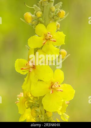 Large-flowered mullein 'Verbascum densiflorum Stock Photo
