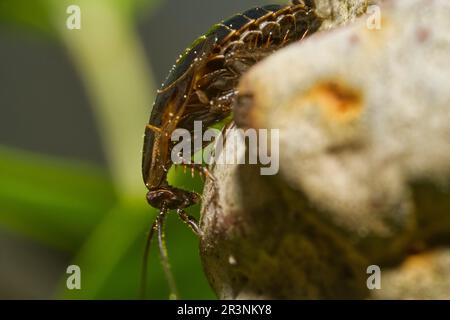 Side view of a rare oil beetle insect that can be poisonous Stock Photo