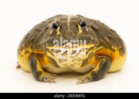African Bull Frog ( Pyxicephalus adsperus edulis)  Pixie Frog isolated on white background Stock Photo