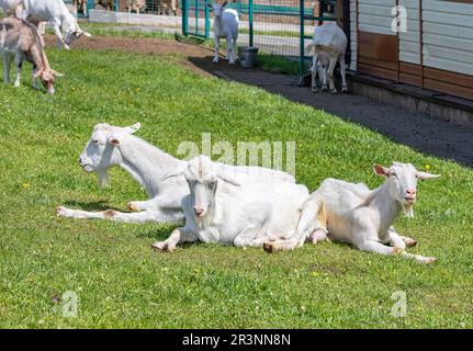 A herd of white goats without horns are resting on green grass against the background of a green meadow in a pen for animals. Copy space. Stock Photo