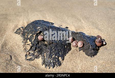 Several red beige top snails (Phorcus sauciatus) on a small rock - Fuerteventura Stock Photo