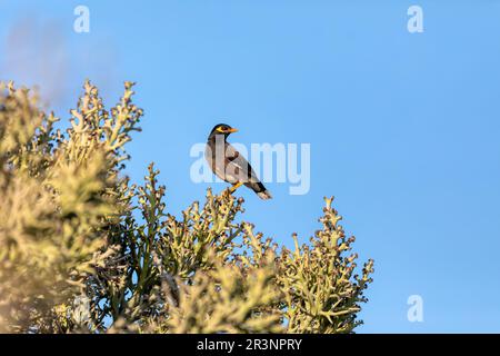 Bird Common myna, Acridotheres tristis, Anakao, Madagascar Stock Photo