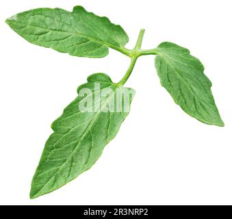 Tomato leaf isolated on white background with clipping path Stock Photo