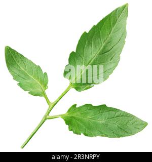 Tomato leaf isolated on white background with clipping path Stock Photo