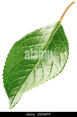 Plum leaf isolated on white background. Fruit green leaf with clipping path Stock Photo