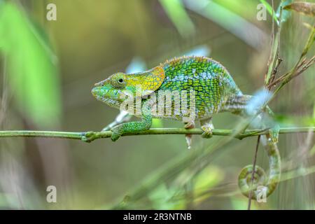 Short-horned chameleon (Calumma brevicorne), Andasibe-Mantadia National Park, Madagascar Stock Photo