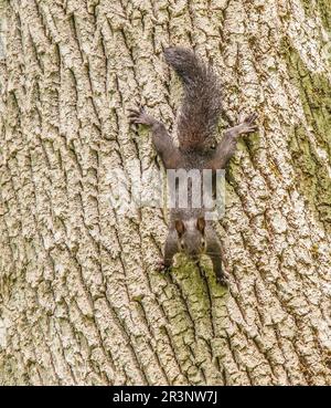 Squirrel, Sciurus vulgaris, juvenile, Stock Photo
