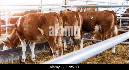 Young cattle mature in livestock farm Stock Photo - Alamy
