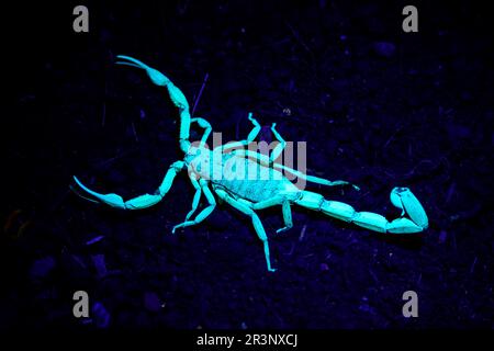 Edward's bark scorpion (Centuroides edwardsii) glow in UV-light. Osa Peninsula, Costa Rica. Stock Photo