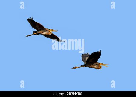 Two purple herons (Ardea purpurea) adult in flight against blue sky in spring Stock Photo