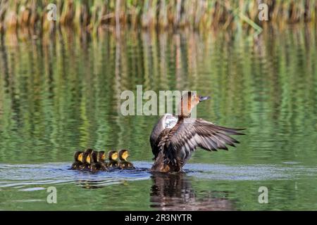 Common pochard (Aythya ferina) female with chicks flapping wings in pond in spring Stock Photo