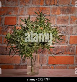 Northern lights variety of marijuana flower with ripened green blossom and brick red wall Stock Photo