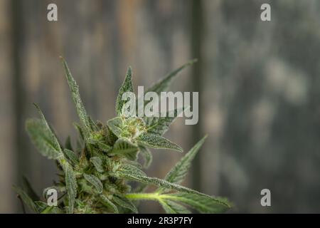 Northern lights variety of marijuana flower with ripened green blossom Stock Photo