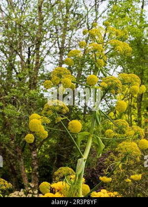 Yellow umbellifer flowers of the unscented, hardy, giant fennel, Ferula communis Stock Photo