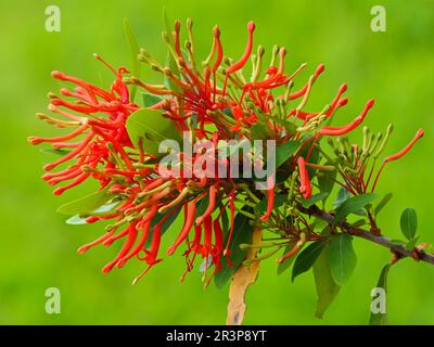 Exotic red flowers of the late spring blooming Chilean fire bush, Embothrium coccineum Stock Photo