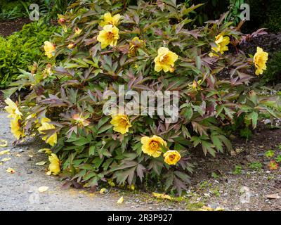 Yellow flowers of the hardy, late spring flowering lutea group tree peony, Paeonia 'Helene Martin' Stock Photo