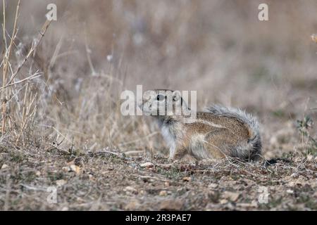 San joaquin antelope squirrel next to burrow Stock Photo