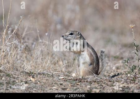 San joaquin antelope squirrel next to burrow Stock Photo