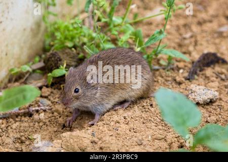 The common vole (Microtus arvalis) in a natural habitat Stock Photo