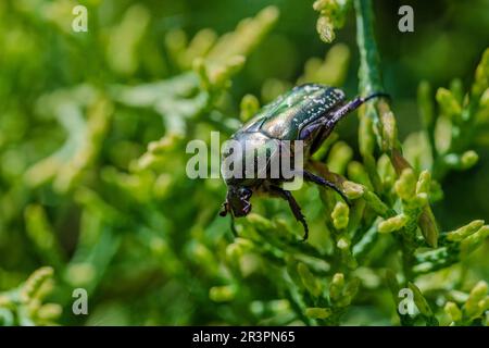 Macro shot of beautiful, metallic, shiny green and copper beetle (Protaetia cuprea) on green leaf surrounded with vegetation at spring. Protaetia cupr Stock Photo