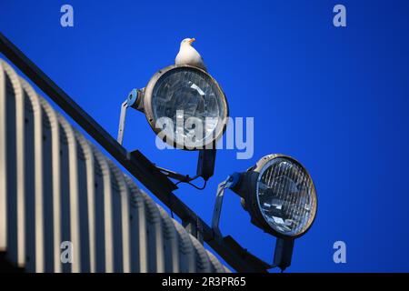 24th May 2023; Tannadice Park, Dundee, Scotland: Scottish Premiership Football, Dundee United versus Kilmarnock; A seagull perches on the Tannadice floodlights Stock Photo