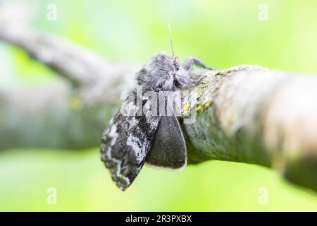 Larch Tussock Moth (Gynaephora selenitica), sitting at a branch, Germany, Bavaria Stock Photo