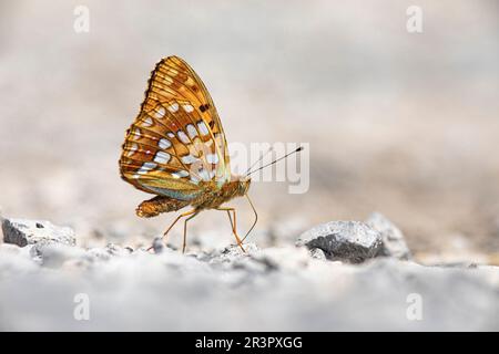 high brown fritillary (Argynnis adippe, Fabriciana adippe), sitting on the ground, Austria Stock Photo