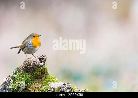 European robin (Erithacus rubecula), sitting on a stump, Germany, Bavaria Stock Photo