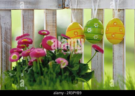 common daisy, lawn daisy, English daisy (Bellis perennis), blooming, Easter eggs hanging at a garden fence, Germany Stock Photo