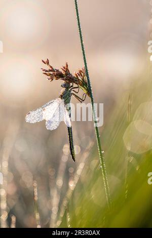 Western European gomphus (Gomphus pulchellus), female sitting at a plant stem covered with dewdrops, side view, Germany, Bavaria Stock Photo
