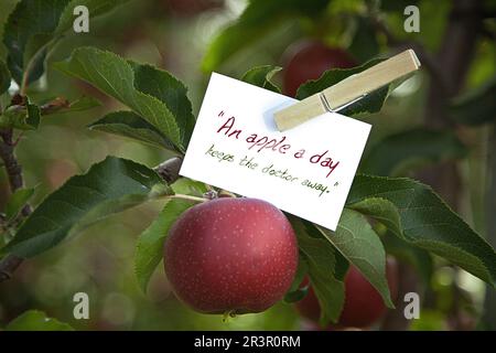 memo sheet at an apple tree lettering An apple a day keeps the doctor away Stock Photo