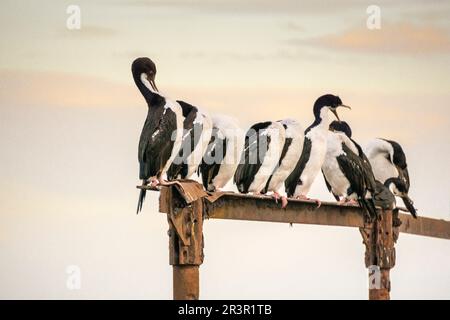 cormoranes en la Costanera, Punta Arenas -Sandy Point-, Patagonia, República de Chile,América del Sur. Stock Photo