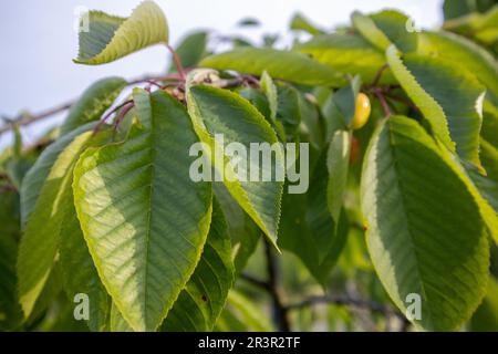 Cherry tree leaves Stock Photo