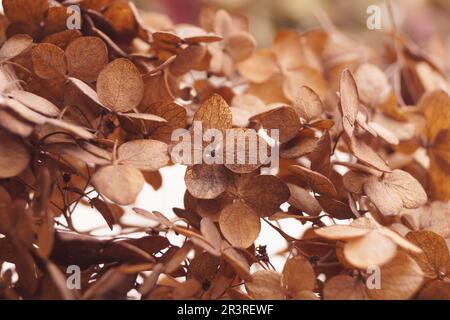 Beautiful dried hortensia flowers on blurred background, closeup Stock Photo